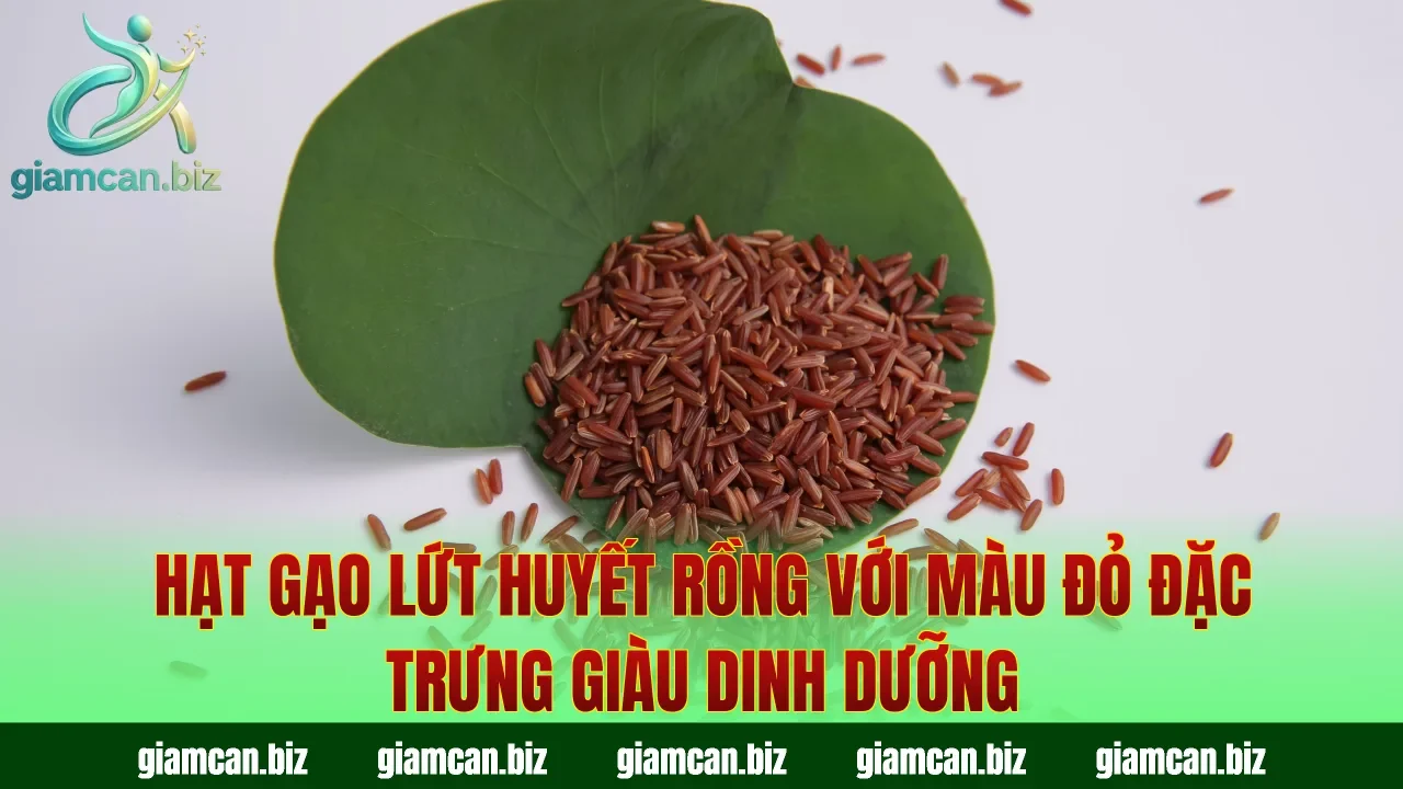 Hạt gạo lứt huyết rồng với màu đỏ đặc trưng giàu dinh dưỡng