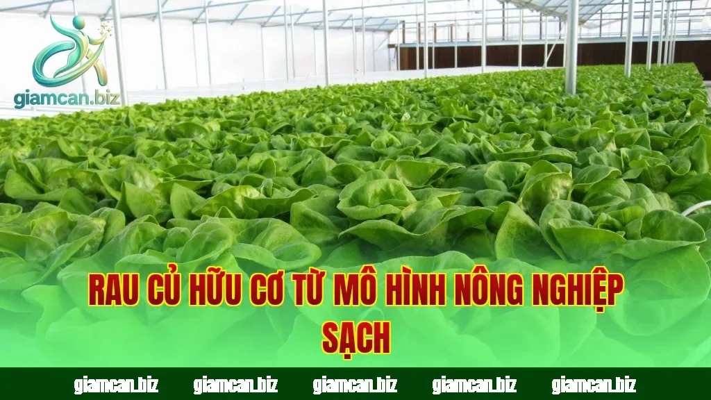 Rau củ hữu cơ từ mô hình nông nghiệp sạch