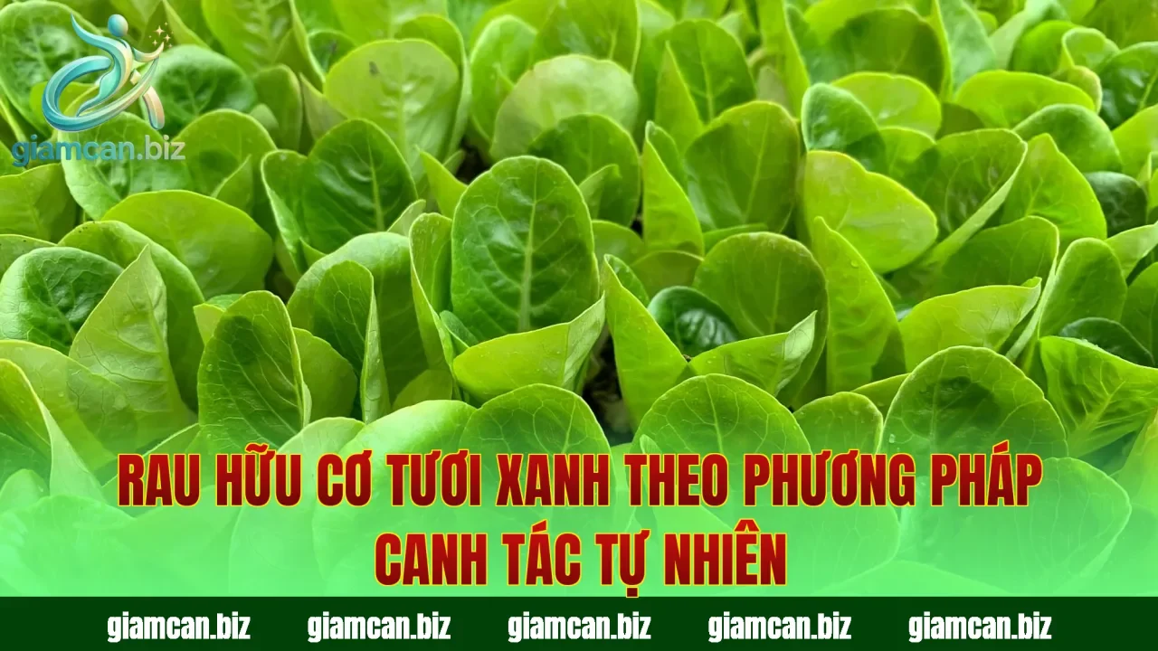 Rau hữu cơ tươi xanh theo phương pháp canh tác tự nhiên